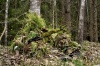 Погружаемся в иной мир Погружаемся в иной мир