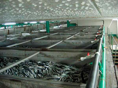 Бесконтактное замораживание рыбы на производстве